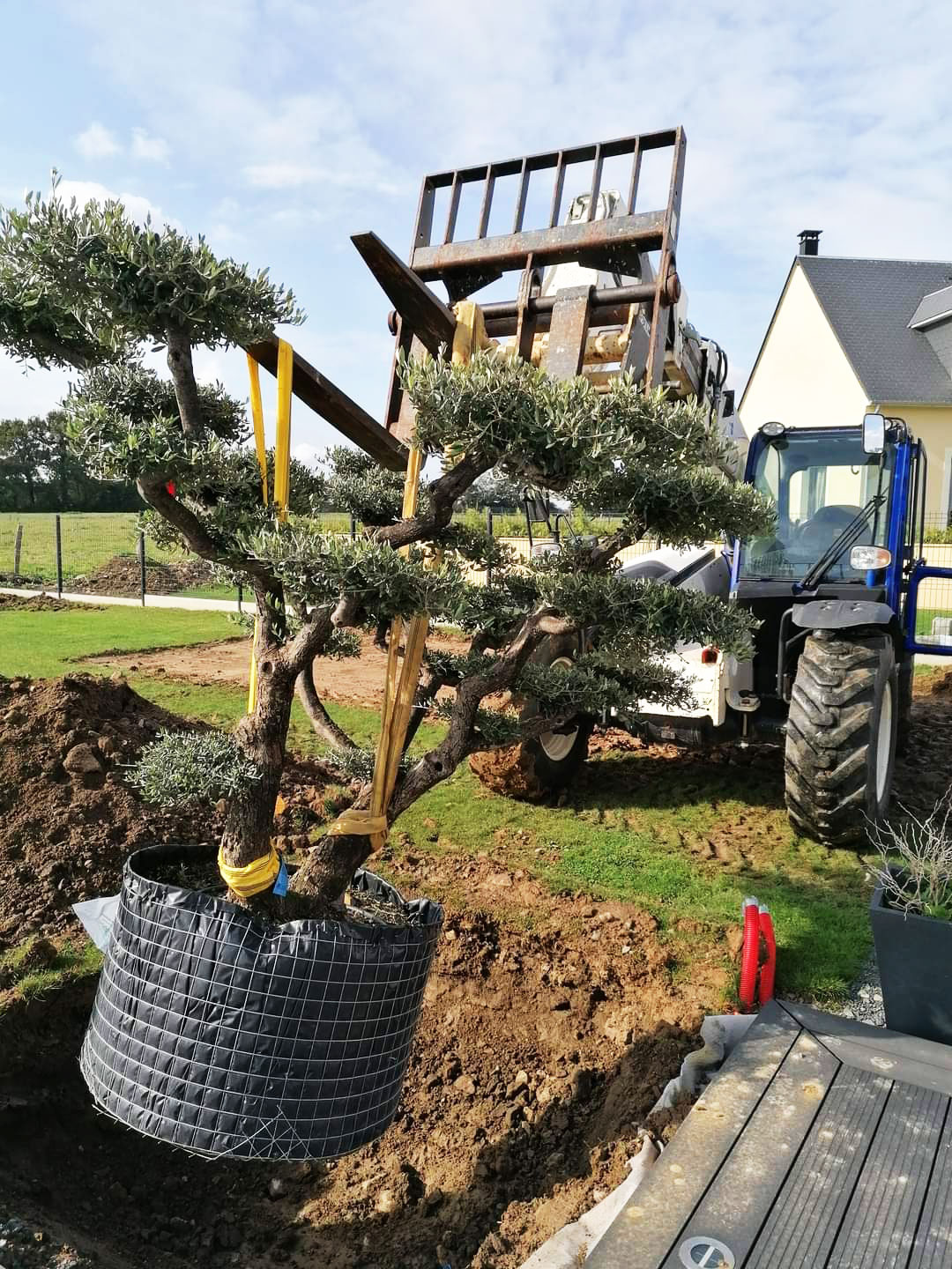 mise en place oliviers dans jardin