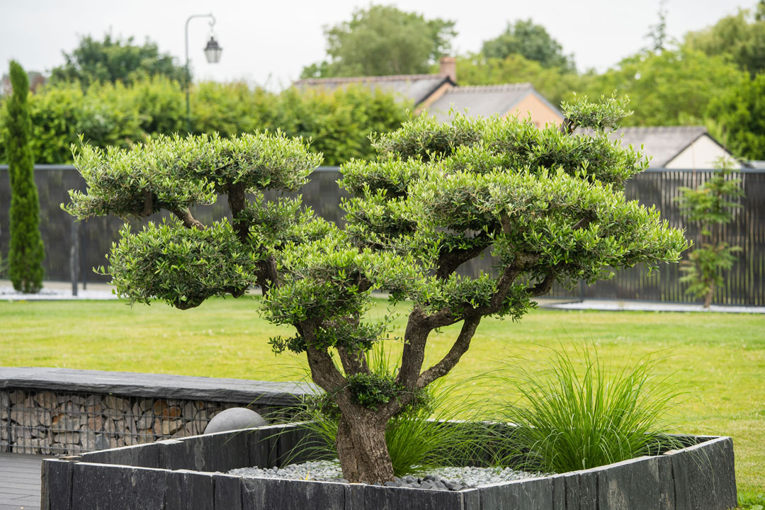 oliviers dans jardin moderne un coin de nature