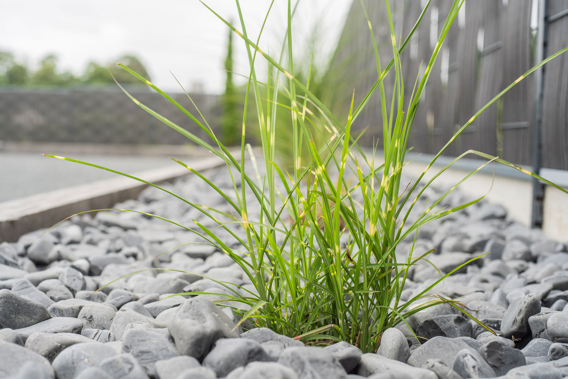 photo chantier un coin de nature paysagiste bayeux